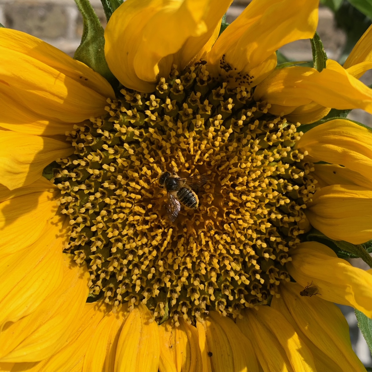 a bee sitting on a flower