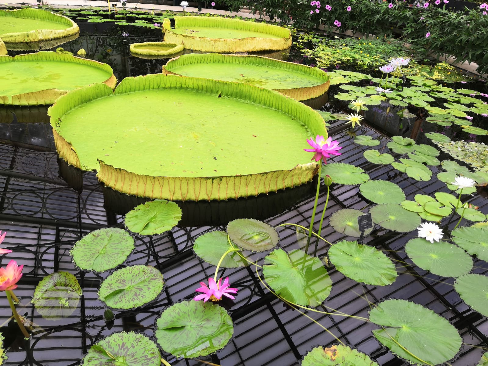 lily pads