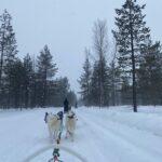 dogs and the front of a sledge