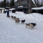 dogs running through snow